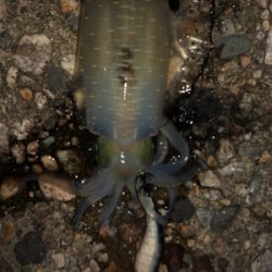 台風前にエギング