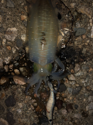 台風前にエギング