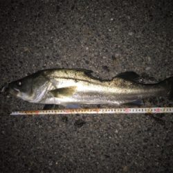 マイワシパターン到来!