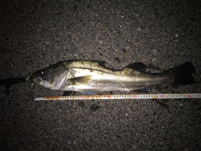 マイワシパターン到来！