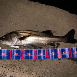 昨日に続き入れ食いモード！