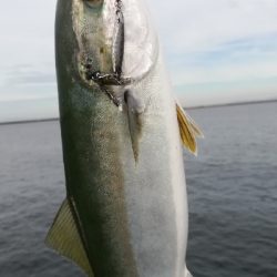 ライトショアジギング