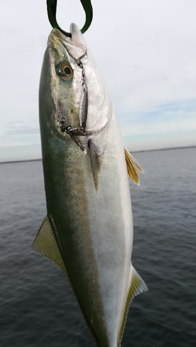 ライトショアジギング