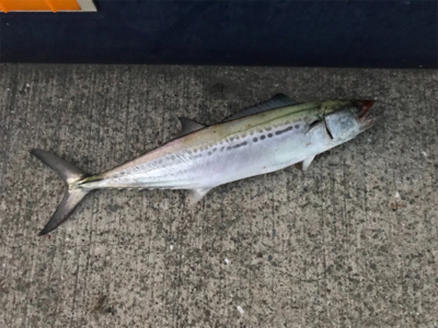 サゴシに太刀魚