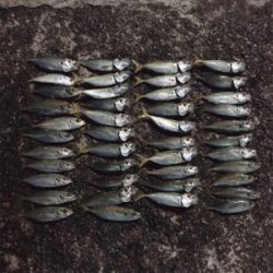 台風前アジング