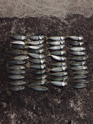 台風前アジング