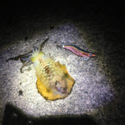 アオリちゃんはいるのに