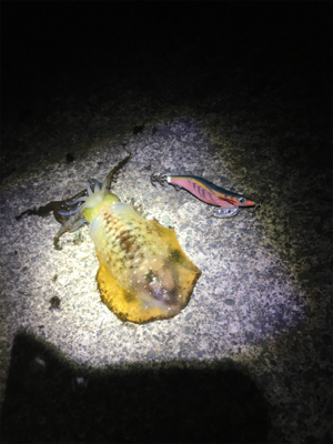 アオリちゃんはいるのに