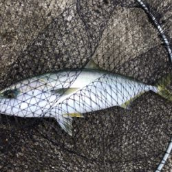 台風前になんとか。。