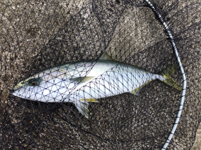 台風前になんとか。。