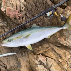 サラシからハマチ連発