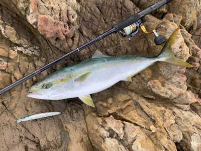 サラシからハマチ連発