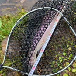 名前の通りビッグファイトです！