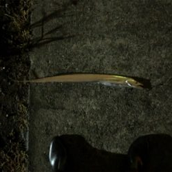 台風あと渋かった