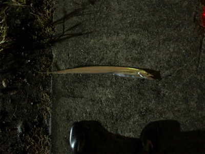 台風あと渋かった