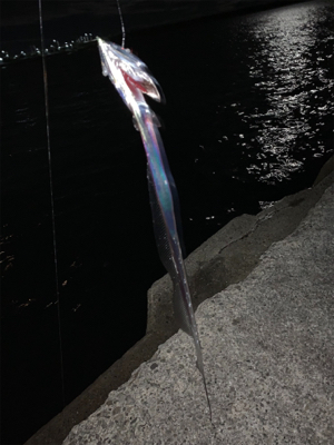 舞洲でタチウオ!