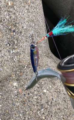 青物のはずが、サヨリ掛けに、、、