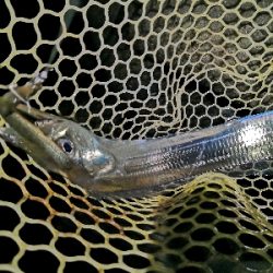 ドラゴンゲット