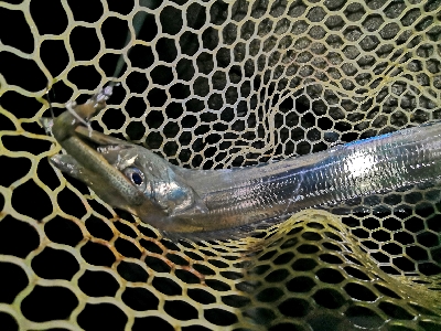 ドラゴンゲット