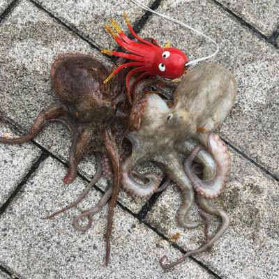 ライトショアジギング＆オクトパッシング