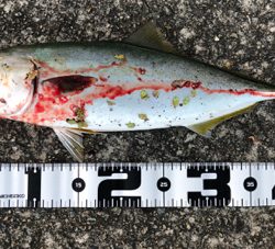 台風後は調子良かったです