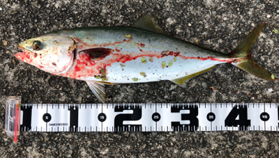 台風後は調子良かったです