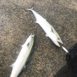 爆風とそれなりに爆釣