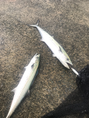 爆風とそれなりに爆釣