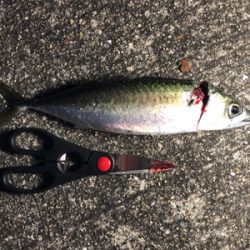 タチウオ不在？