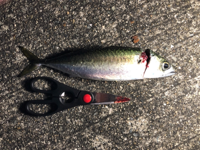 タチウオ不在？