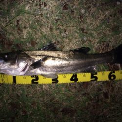 増水後のシーバス