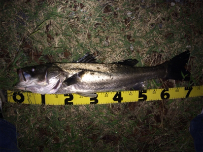 増水後のシーバス