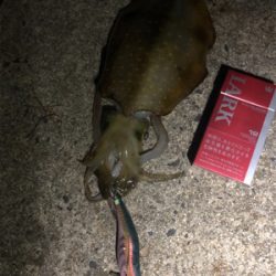 台風前エギング