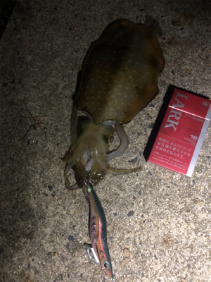 台風前エギング