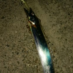 激渋タチウオゲーム