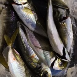 アジング練習 38