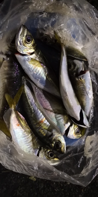 アジング練習 38