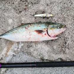 ハマチと太刀魚