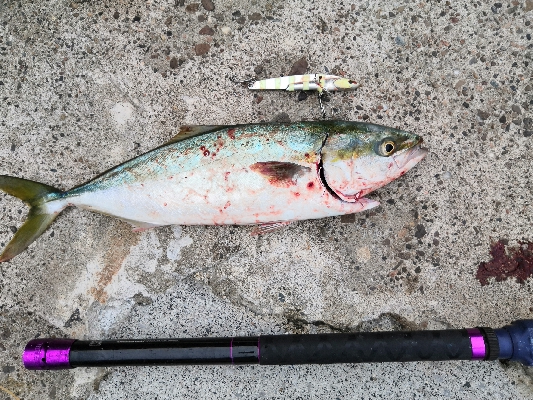 ハマチと太刀魚