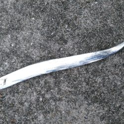 太刀魚、青物は何処？