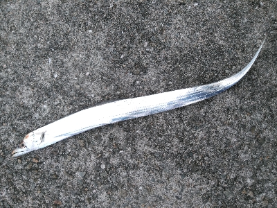 太刀魚、青物は何処？