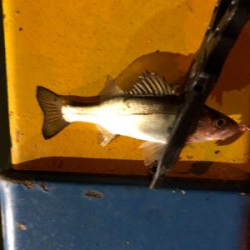 満月台風後　アジはいない。