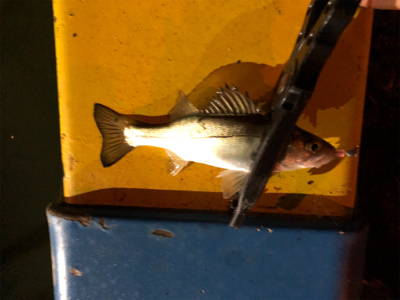 満月台風後　アジはいない。