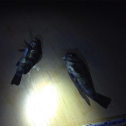 台風一過のライトゲーム