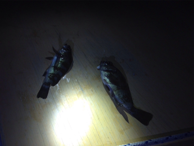 台風一過のライトゲーム