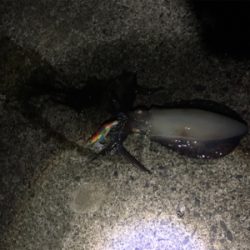 アオリ！アジ！