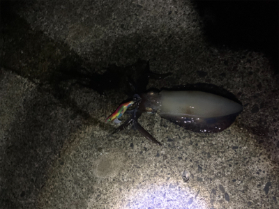 アオリ！アジ！