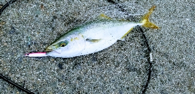 台風後のショアジギ