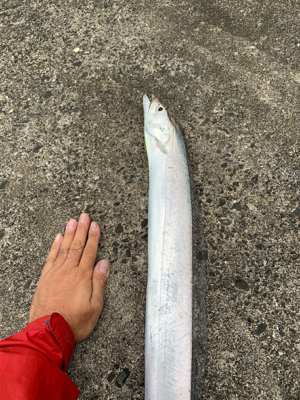 台風明けの太刀魚釣行