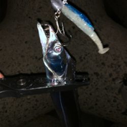 タチウオ・アジ